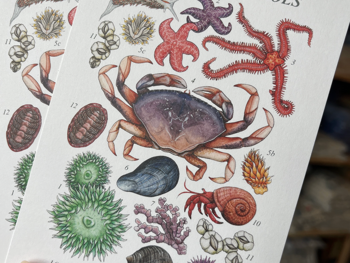 Olympic National Park Tide Pools Species Postcards | Traildust Goods