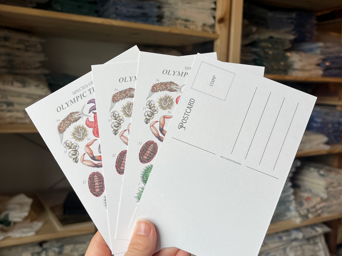 Olympic National Park Tide Pools Species Postcards | Traildust Goods