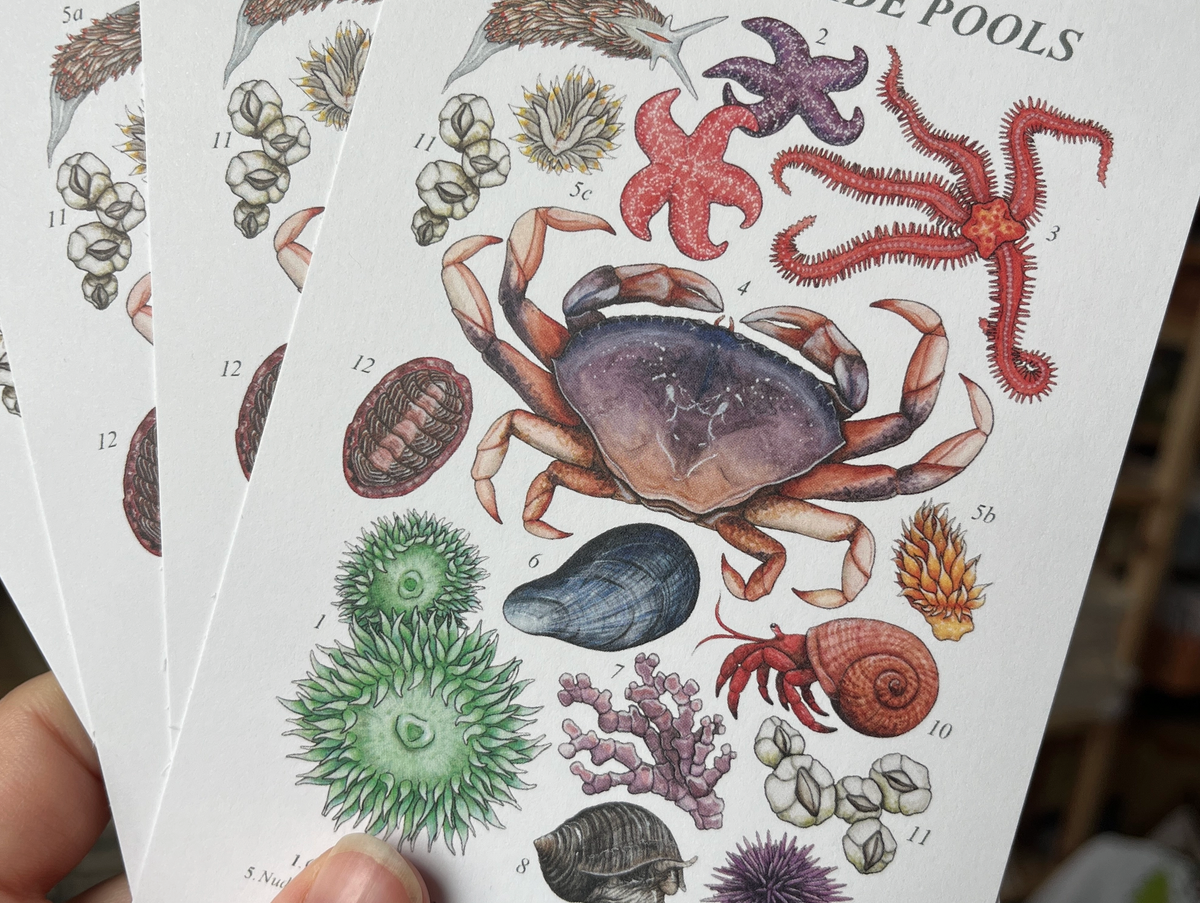 Olympic National Park Tide Pools Species Postcards | Traildust Goods